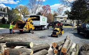 Best Fruit Tree Pruning  in , NY