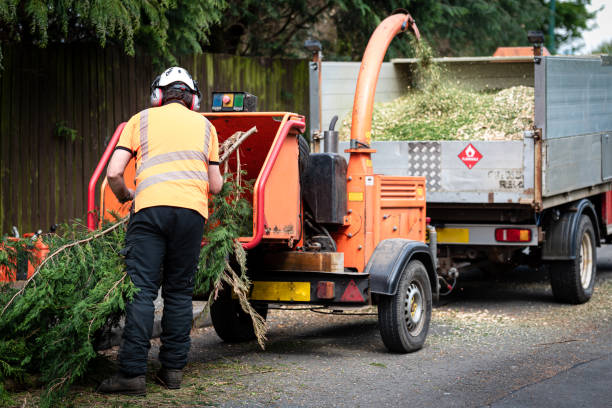 Best Root Management and Removal  in , NY